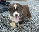 Puppy Puppy 3 Miniature Australian Shepherd