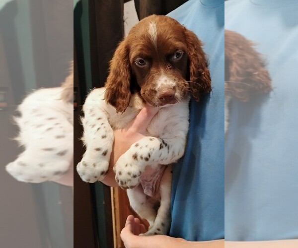 Medium Photo #1 Brittany Puppy For Sale in DOWAGIAC, MI, USA