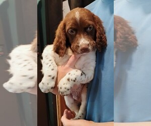 Brittany Puppy for sale in DOWAGIAC, MI, USA