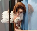 Small Brittany
