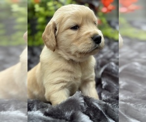Golden Retriever Puppy for Sale in BUTNER, North Carolina USA
