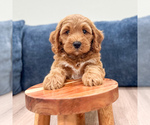 Small #1 Miniature Labradoodle