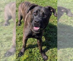 Mastador Dogs for adoption in Akron, OH, USA