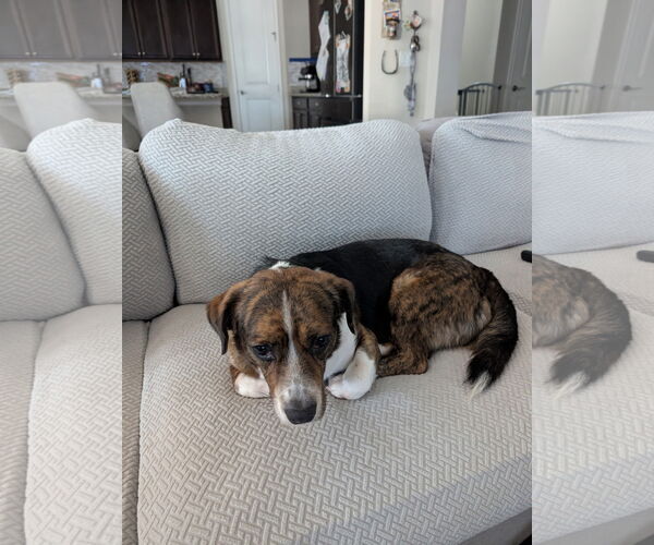 Medium Photo #5 Beagle Puppy For Sale in Tampa, FL, USA