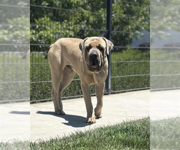 Medium Photo #2 Mastiff-Unknown Mix Puppy For Sale in Elk Grove, CA, USA