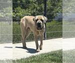 Small #1 Mastiff Mix