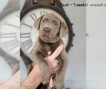 Small Photo #24 Labrador Retriever Puppy For Sale in POCAHONTAS, IL, USA