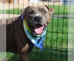Small American Staffordshire Terrier