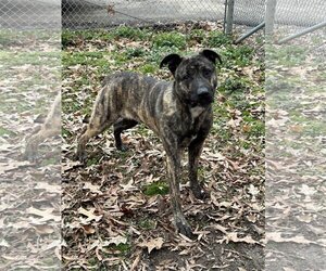 Anatolian Shepherd-Mountain Cur Mix Dogs for adoption in Columbus, IN, USA