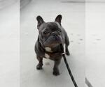 Small French Bulldog