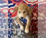 Small #2 Siberian Husky Mix