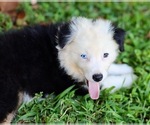 Puppy Flicka Australian Shepherd