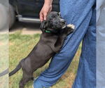 Small #14 Golden Retriever Mix