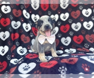 Australian Cattle Dog Puppy for sale in LAKELAND, FL, USA
