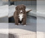 Small #3 Australian Shepherd