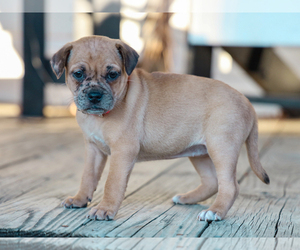 Jug-Pug Mix Puppy for sale in LIBERTY, KY, USA