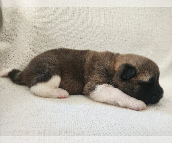Medium Photo #5 Akita Puppy For Sale in STRAFFORD, MO, USA