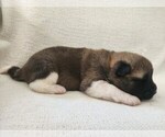 Small #4 Akita