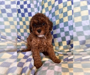 Poodle (Miniature) Puppy for sale in Lexington, NC, USA