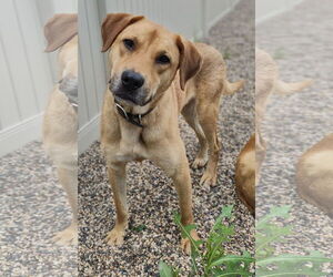 Medium Golden Retriever Mix