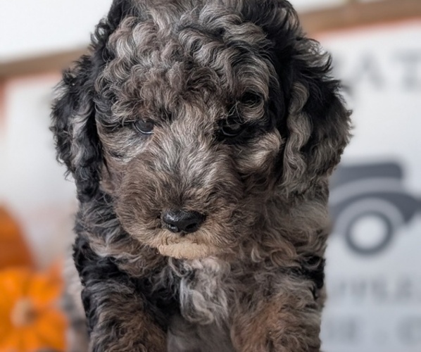 Medium Photo #11 Poodle (Miniature) Puppy For Sale in GOSHEN, IN, USA