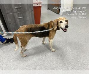 Treeing Walker Coonhound Dogs for adoption in Ocala, FL, USA