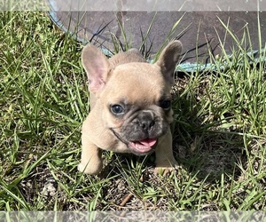 French Bulldog Puppy for sale in SEBRING, FL, USA