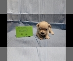 Small Photo #4 Maltipoo Puppy For Sale in BROOKFIELD, MO, USA