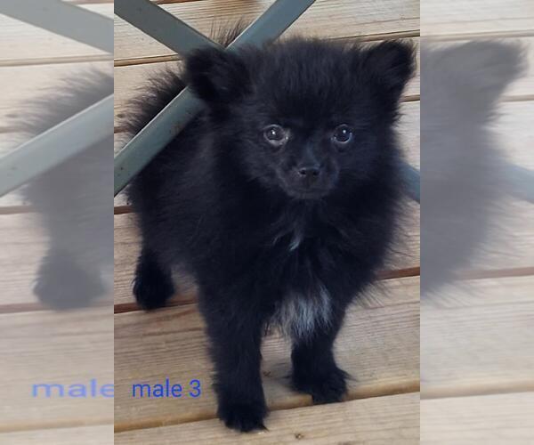 Medium Photo #1 Pomeranian Puppy For Sale in CONKLIN, NY, USA