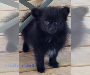 Pomeranian Puppy for sale in CONKLIN, NY, USA