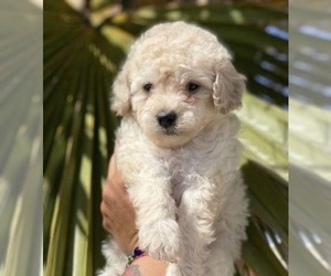 Maltipoo Puppy for Sale in SAN ANTONIO, Texas USA
