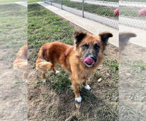 Medium Photo #4 German Shepherd Dog-Unknown Mix Puppy For Sale in Pierceton , IN, USA