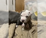 Small Photo #1 American Pit Bull Terrier Puppy For Sale in CHARLESTON, IL, USA