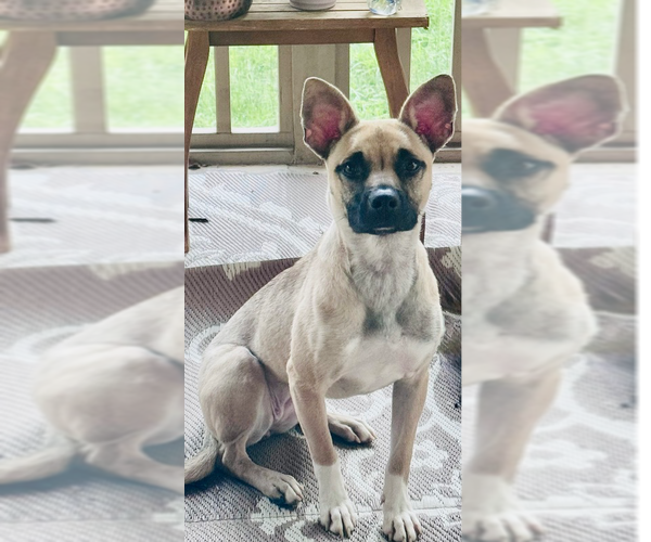 Medium Photo #1 American Staffordshire Terrier-Siberian Husky Mix Puppy For Sale in Raleigh, NC, USA