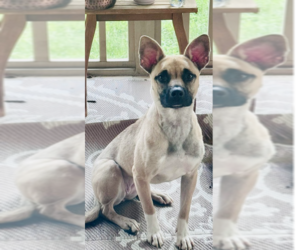 American Staffordshire Terrier-Siberian Husky Mix Dogs for adoption in Raleigh, NC, USA