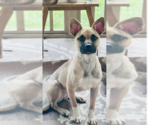 Small American Staffordshire Terrier-Siberian Husky Mix
