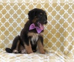Small Photo #15 Australian Shepherd-English Shepherd Mix Puppy For Sale in LAKELAND, FL, USA