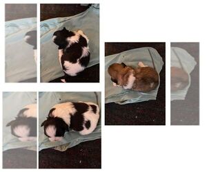 Shih Tzu Litter for sale in DULUTH, MN, USA
