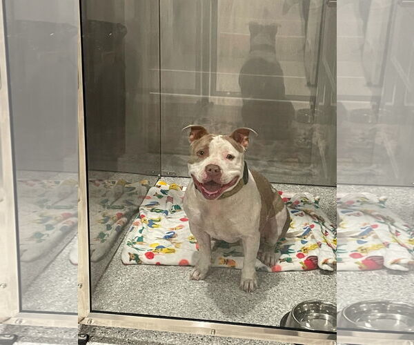 Medium Photo #2 American Bulldog-Unknown Mix Puppy For Sale in Germantown, OH, USA