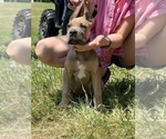 Puppy Puppy 1 Cane Corso