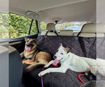 Small #4 American Staffordshire Terrier-Labrador Retriever Mix