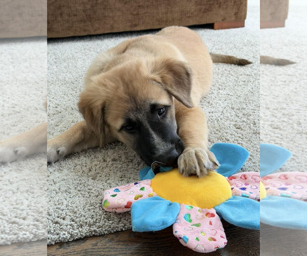 Medium Photo #3 Great Pyrenees-Unknown Mix Puppy For Sale in Wheaton, IL, USA