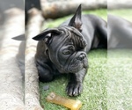 Small Photo #1 Faux Frenchbo Bulldog-French Bulldog Mix Puppy For Sale in HOODSPORT, WA, USA