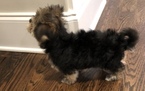 Small Photo #2 Morkie Puppy For Sale in BRENTWOOD, TN, USA