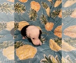 Small Photo #9 Border Collie Puppy For Sale in AIKEN, SC, USA