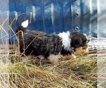 Small Photo #3 Bichon Frise-Pembroke Welsh Corgi Mix Puppy For Sale in AINSWORTH, NE, USA