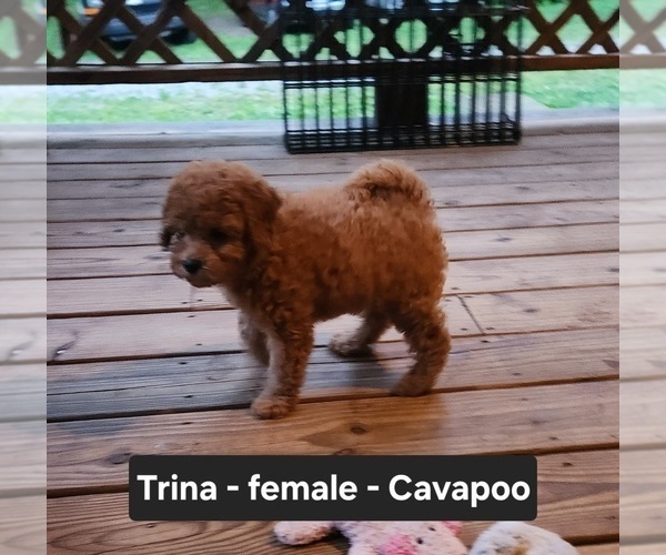 Medium Photo #5 Cavapoo (Miniature) Puppy For Sale in CLARKRANGE, TN, USA