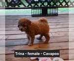Small #4 Cavapoo (Miniature)