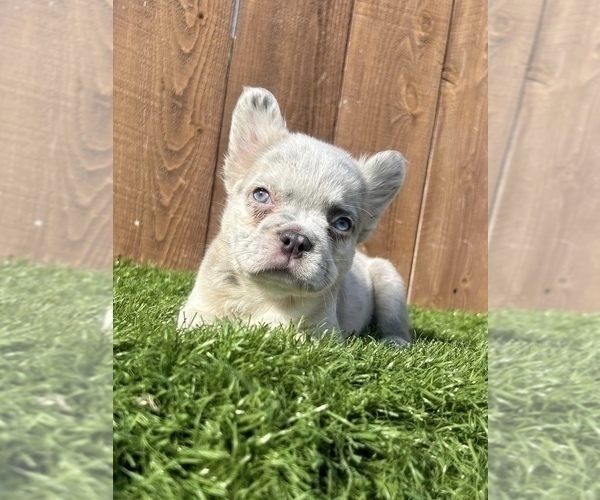 Medium Photo #9 French Bulldog Puppy For Sale in MANCHESTER, NH, USA