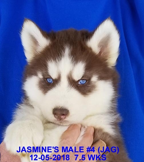 Medium Photo #19 Siberian Husky Puppy For Sale in MANILLA, IA, USA